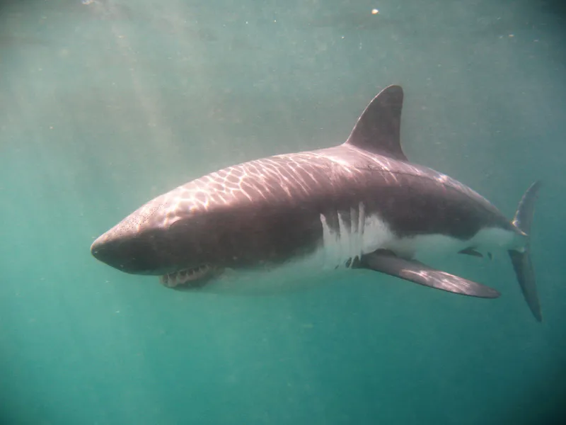 Japanese Mackerel Shark (Lamna ditropis)