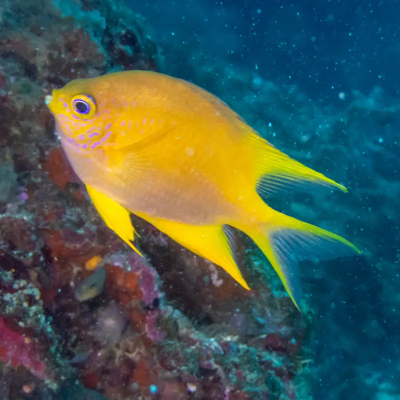 Golden Damsel (Amblyglyphidodon aureus)
