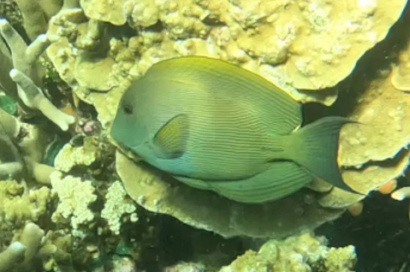Lined Bristletooth (Ctenochaetus striatus)