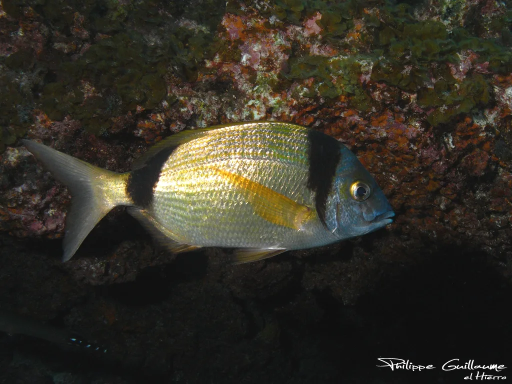 Two Banded Sea Bream (Diplodus vulgaris)