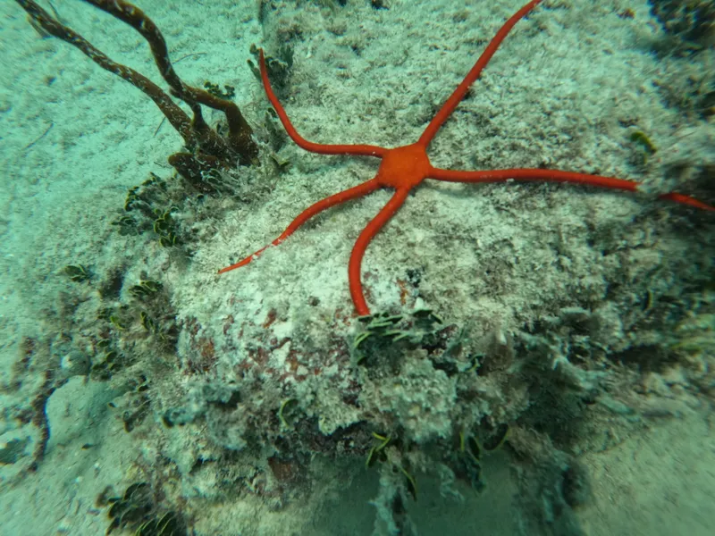 Scaly Brittle Star (Ophioderma squamosissimum)