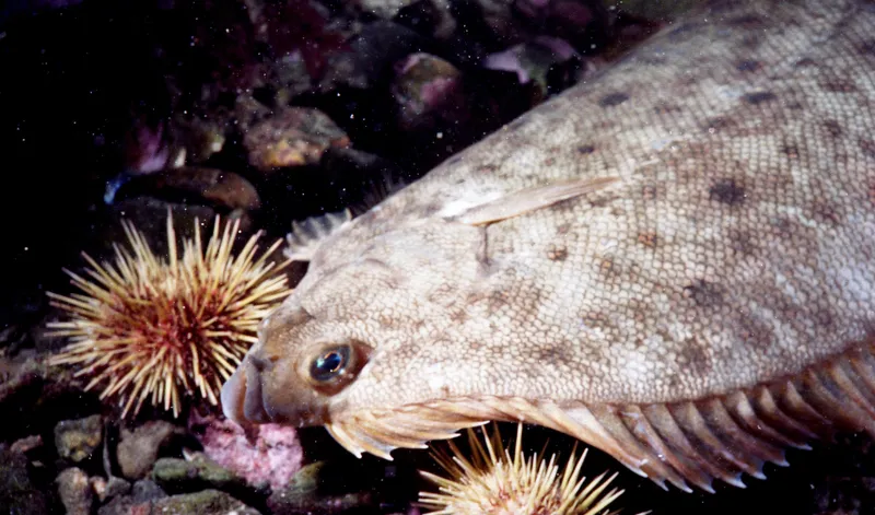 Common Dab (Limanda limanda)