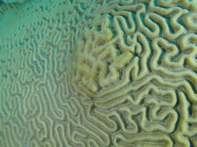 Brain Coral (Pseudodiploria strigosa)