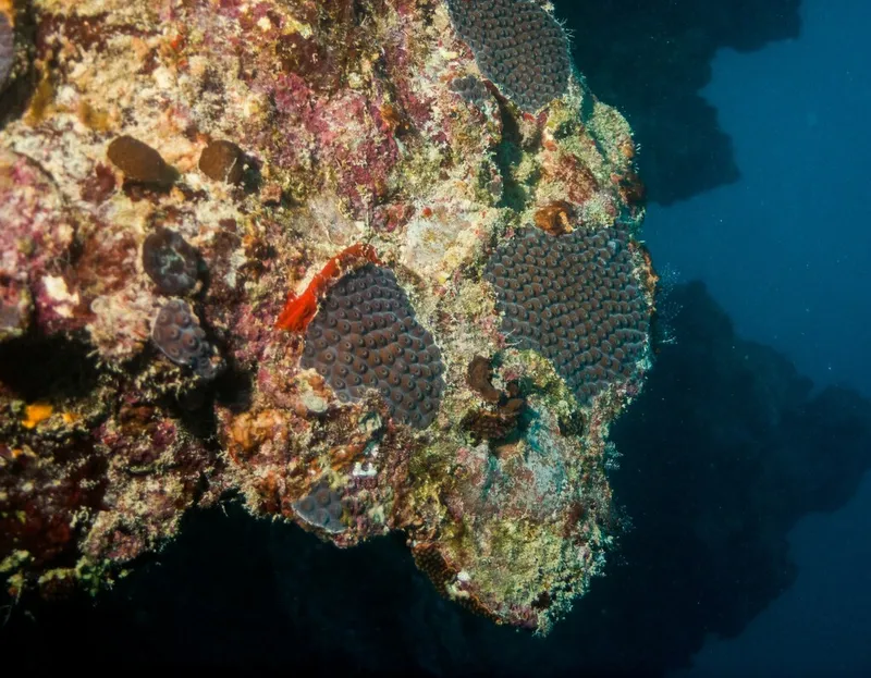 Great Star Coral (Montastraea cavernosa)