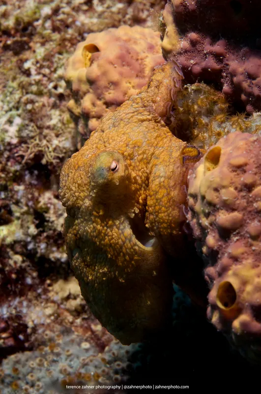 Bumblebee Octopus (Octopus hummelincki)