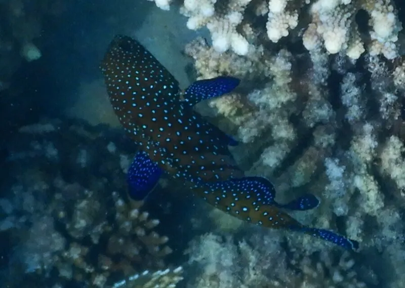 Peacock Grouper (Cephalopholis argus)