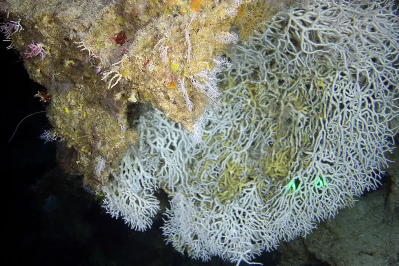 Striate Finger Coral (Madracis myriaster)