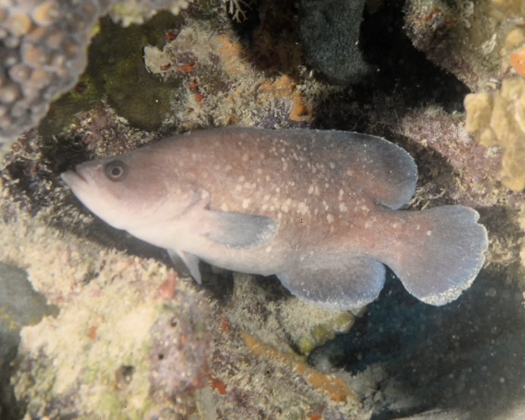 Greater Soapfish (Rypticus saponaceus)