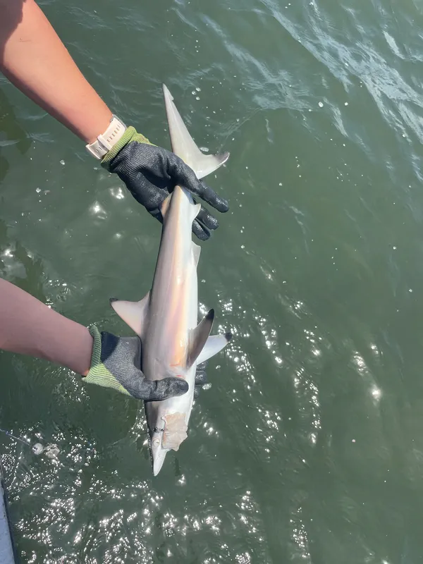 Australian Blacktip Shark (Carcharhinus tilstoni)