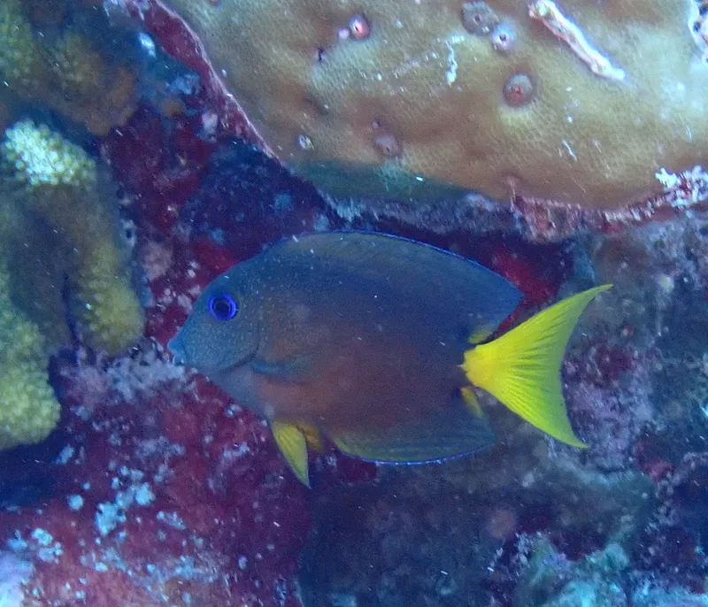 Twospot Surgeonfish (Ctenochaetus binotatus)