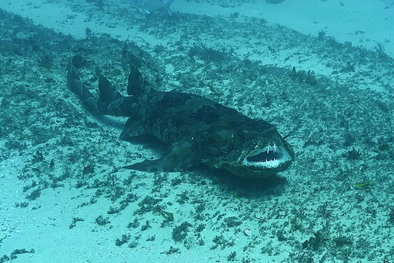 Wobbegong (Orectolobus halei)