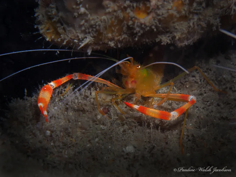 Yellowbanded Coral Shrimp (Stenopus scutellatus)