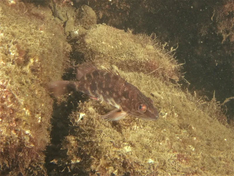 Jameson's Seaperch (Hypoplectrodes jamesoni)