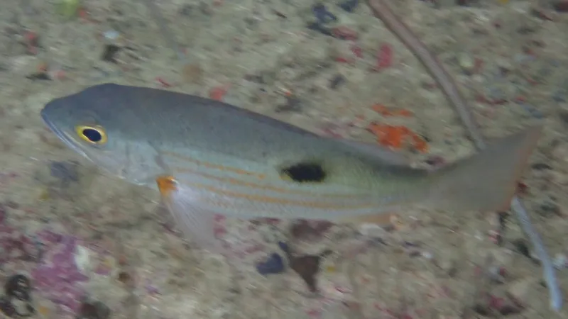 Blackspot Snapper (Lutjanus ehrenbergii)