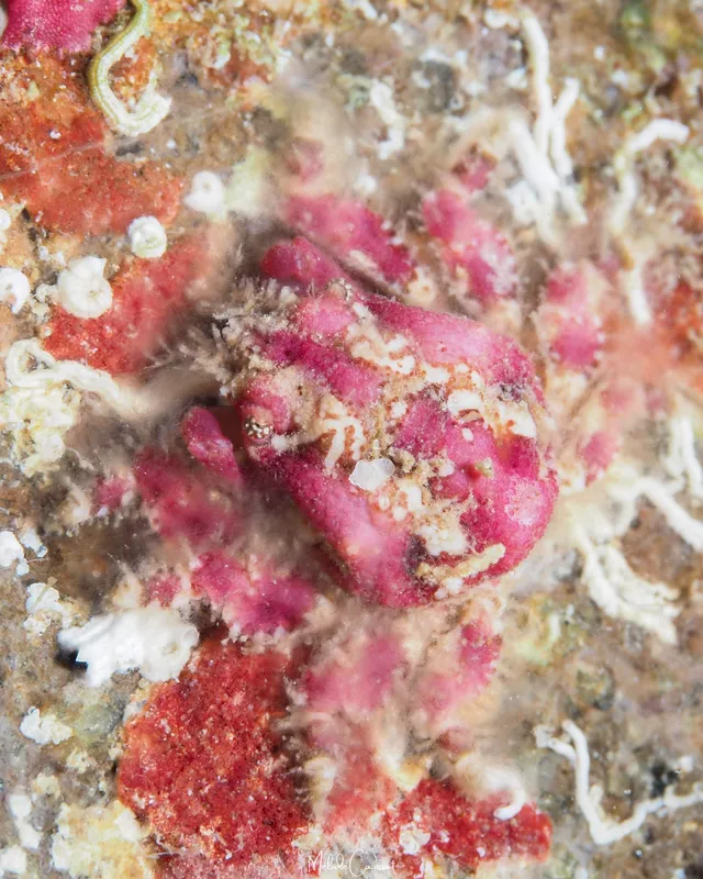 Scarlet Mime Crab (Thoe puella)