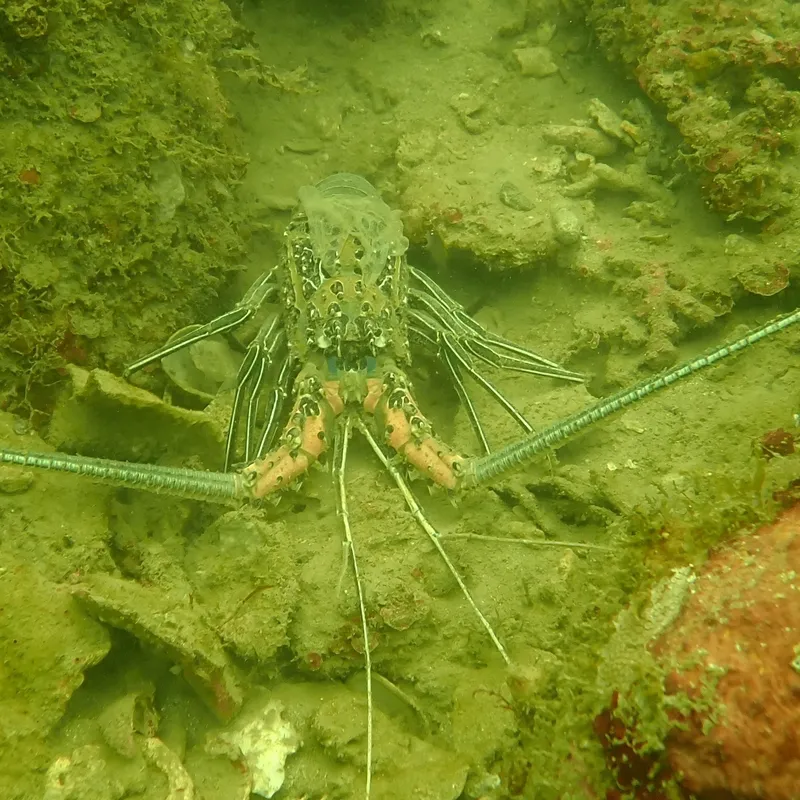 Marine Crayfish (Panulirus versicolor)
