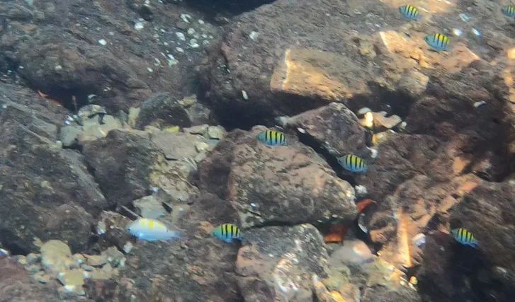 Panamic Sergeant Major (Abudefduf troschelii)