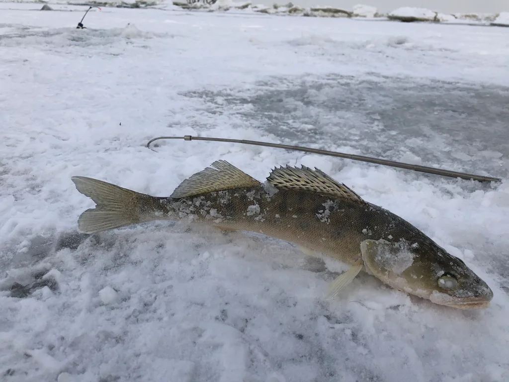 Eurasian Pikeperch (Sander lucioperca)