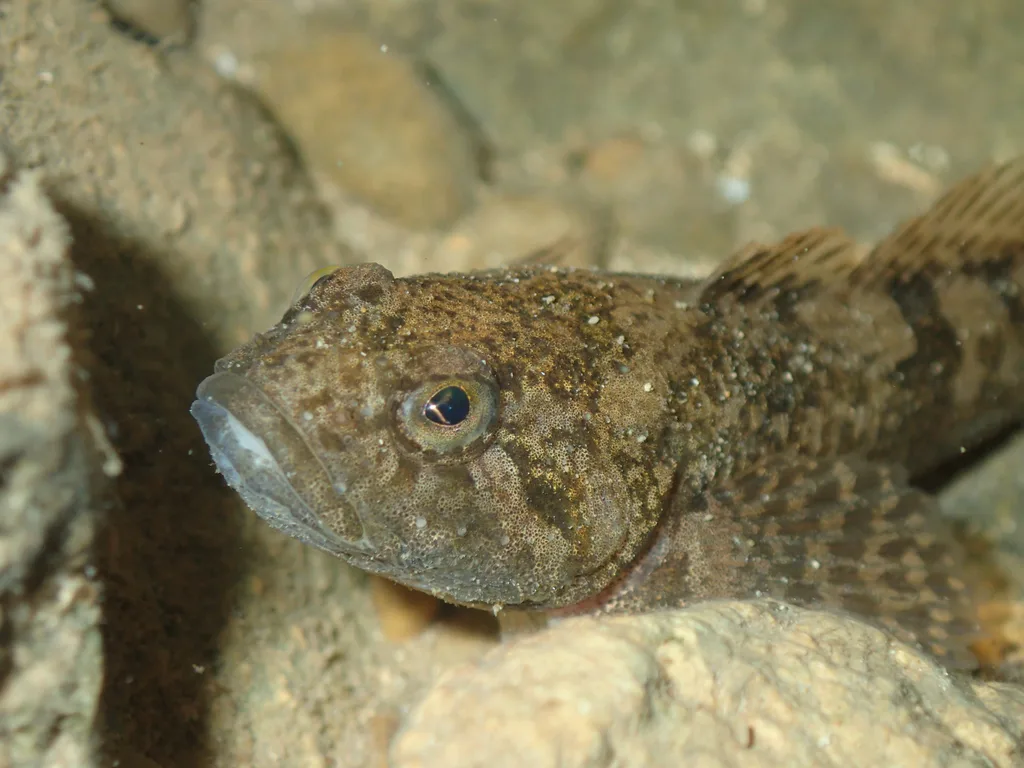 Bullhead (Cottus gobio)