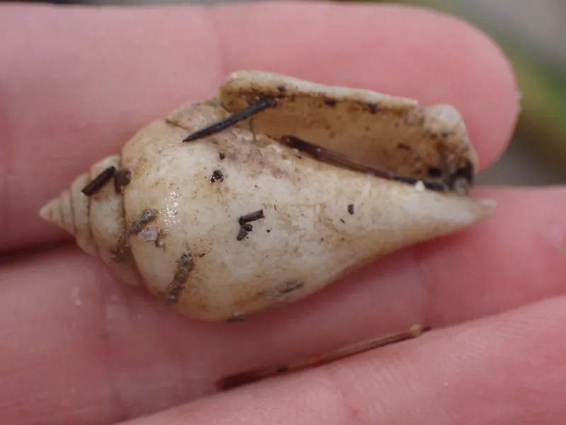 Gibbose Stromb (Gibberulus gibberulus)