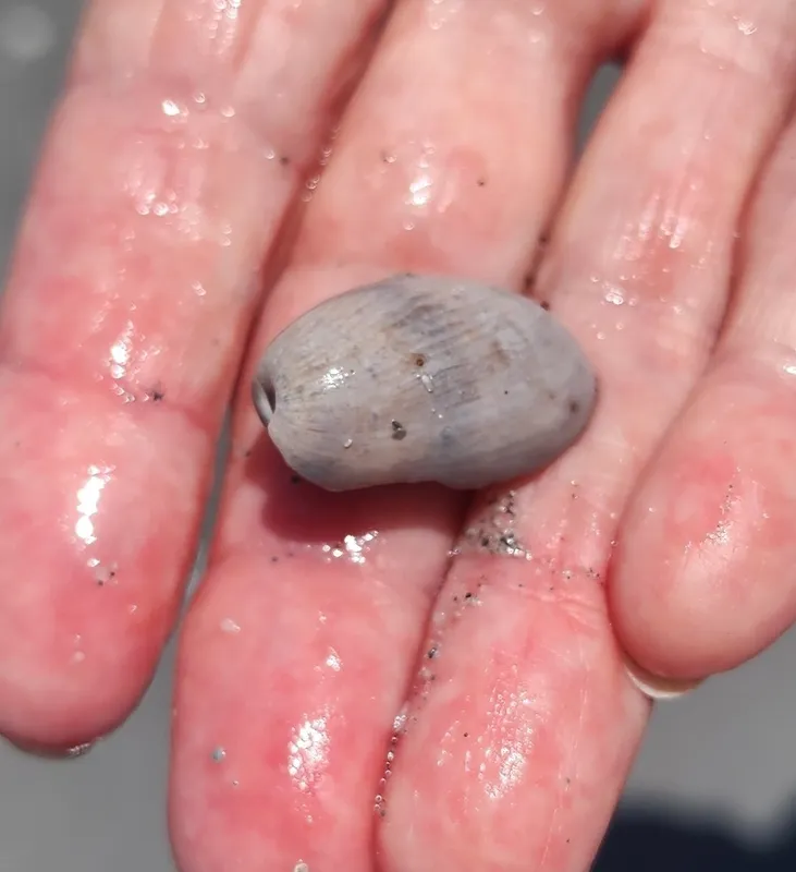 Common West Indian Bubble (Bulla occidentalis)