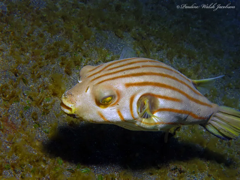 Puffer (Arothron manilensis)