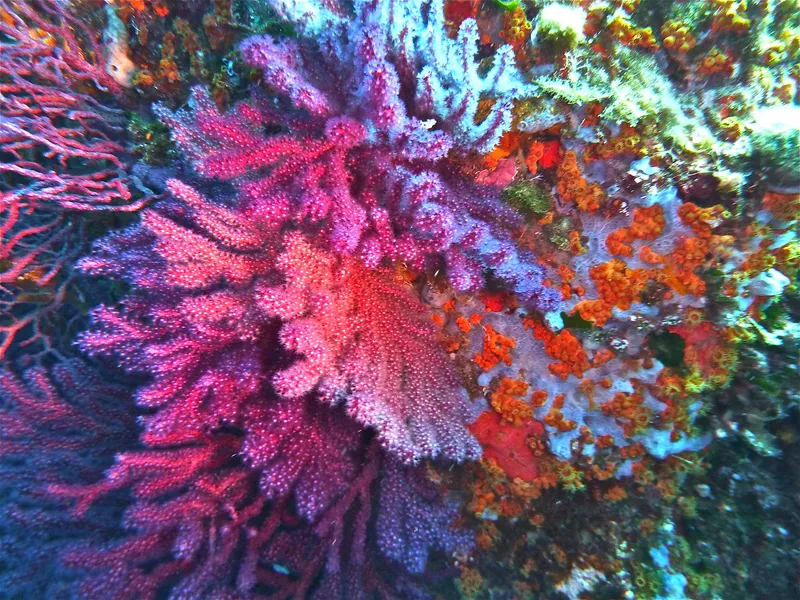 Chameleon Sea Fan (Paramuricea clavata)