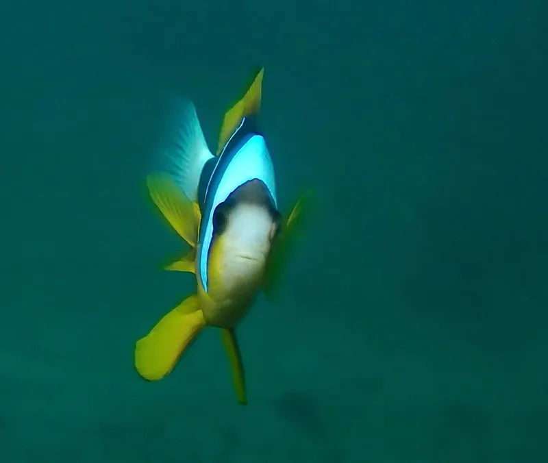 Allard's Anemonefish (Amphiprion allardi)