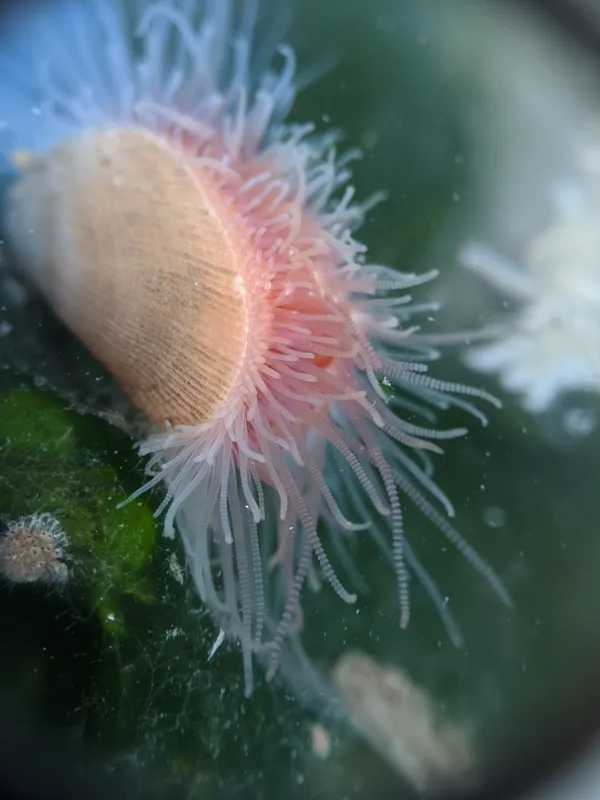 Frilled File Shell (Lima lima)