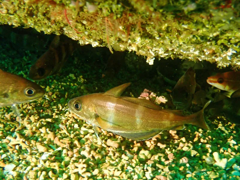 Bib (Trisopterus luscus)