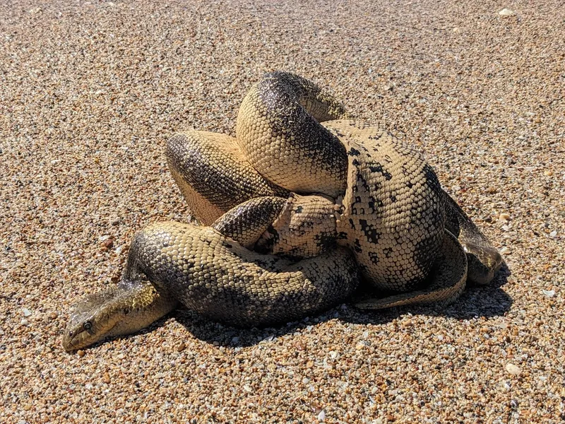 Stoke's Seasnake (Hydrophis stokesii)