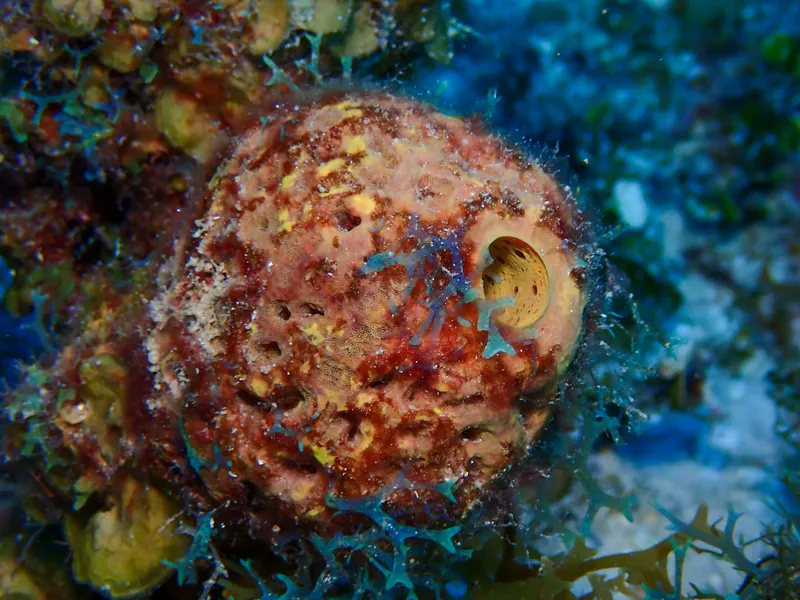 Blue Bleeder (Aiolochroia crassa)