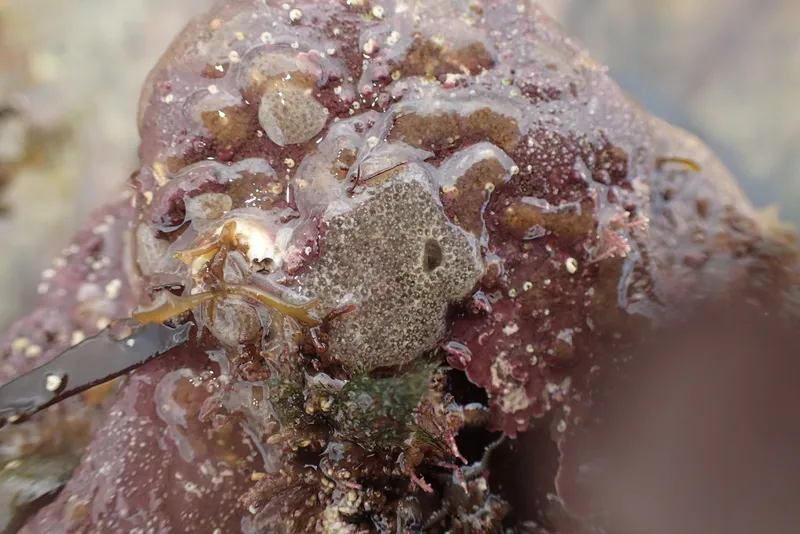 Gray Encrusting Compound Tunicate (Diplosoma listerianum)