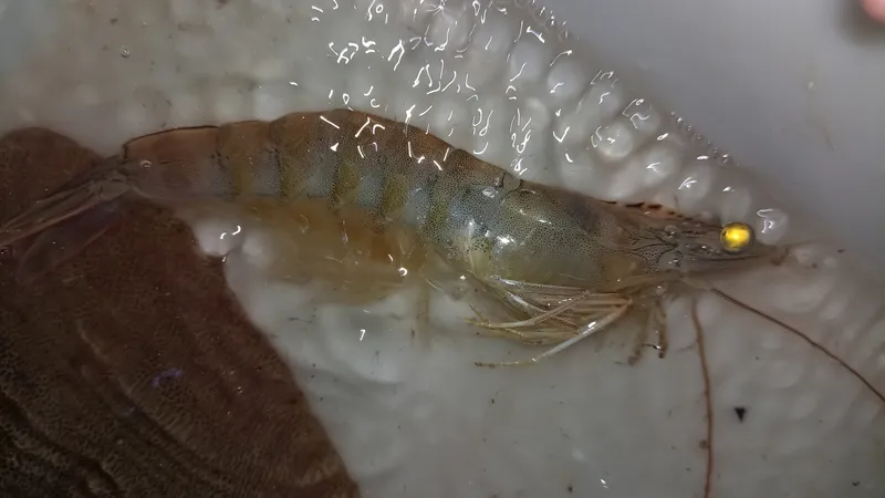 Southern White Shrimp (Penaeus (Litopenaeus) schmitti)