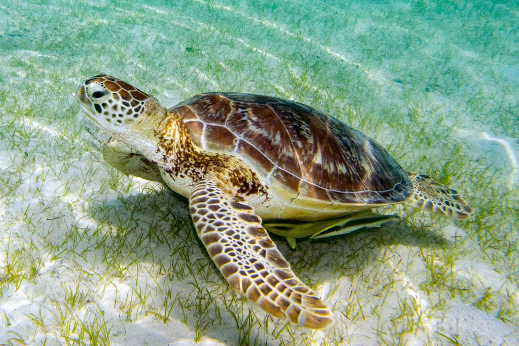 Green Sea Turtle (Chelonia mydas)