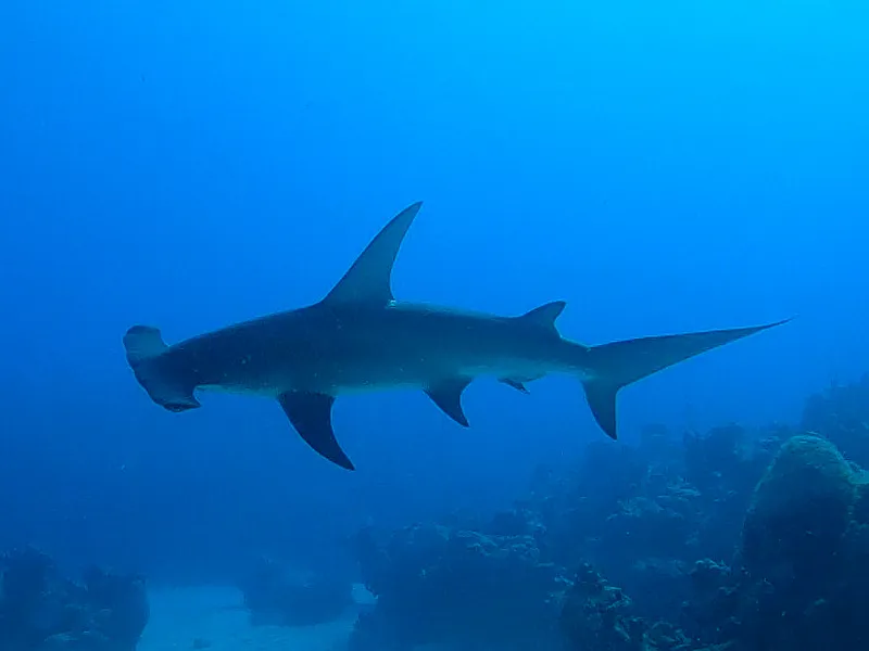 Great Hammerhead (Sphyrna mokarran)