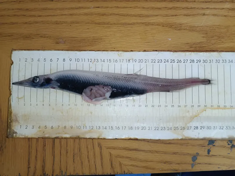 Ribbon Barracudina (Arctozenus risso)