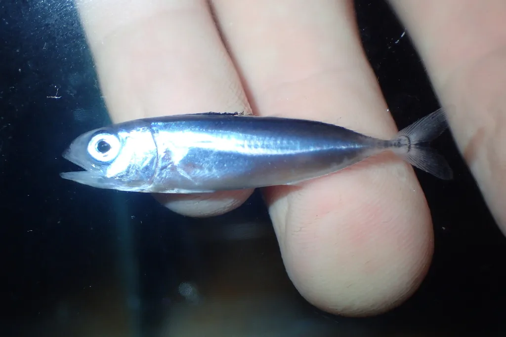 Albacore (Thunnus alalunga)