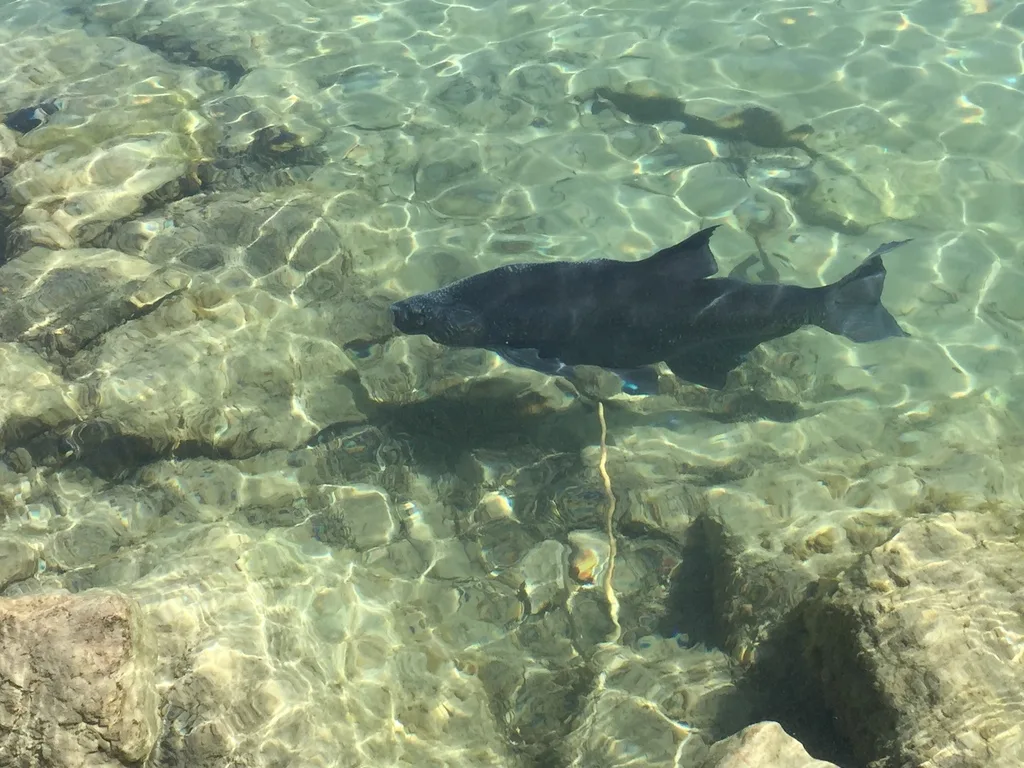 bream (Abramis brama)