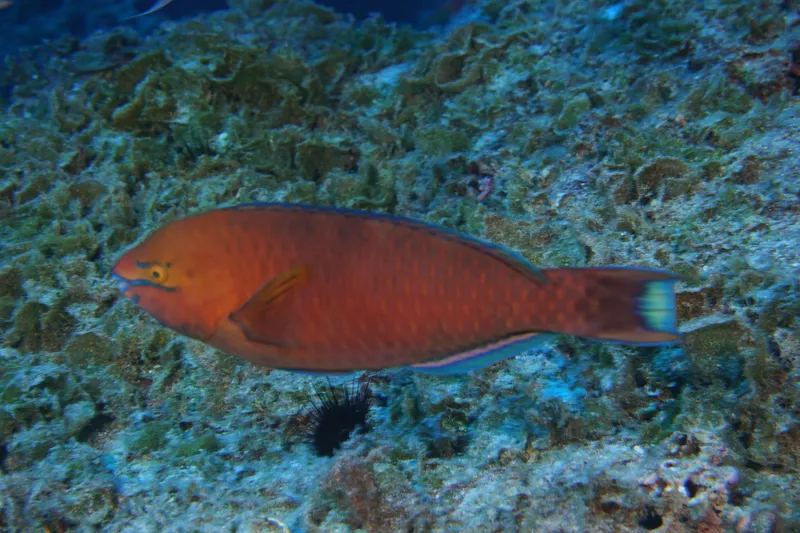 Regal Parrot (Scarus dubius)