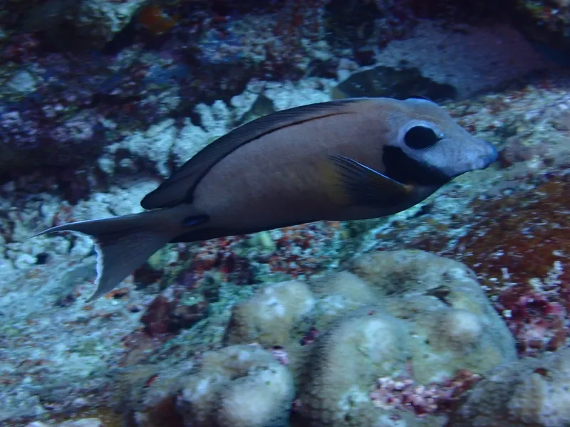 Blackcheek Surgeonfish (Acanthurus tristis)