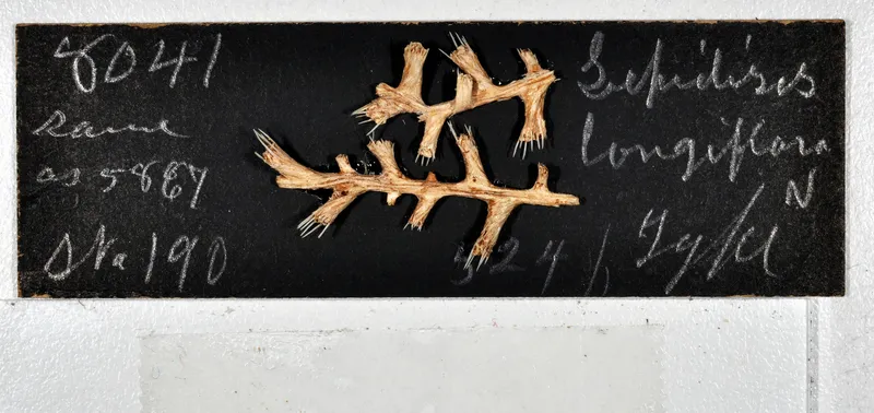 Lepidisis longiflora