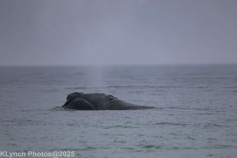Biscayan Right Whale (Eubalaena glacialis)