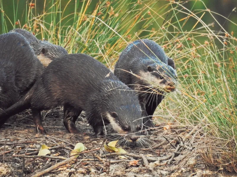 Asian Small-Clawed Otter (Aonyx cinerea)