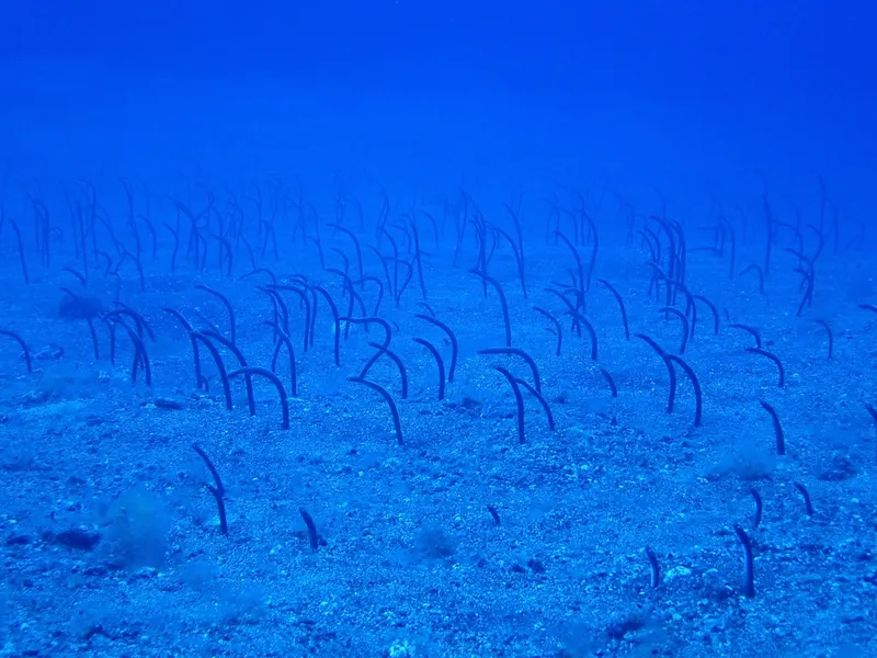 Brown Garden Eel (Heteroconger longissimus)