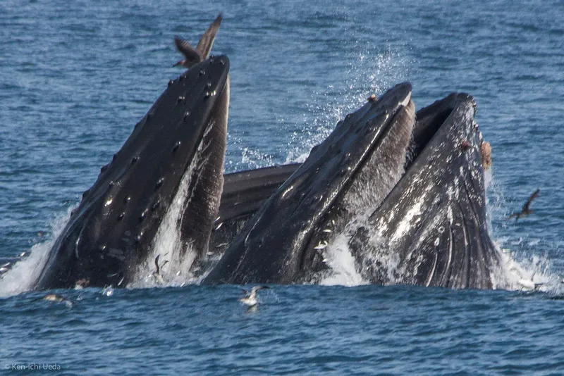 Humpback Whale (Megaptera novaeangliae)