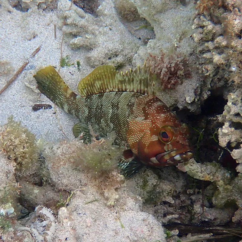 Halfmoon Grouper (Epinephelus rivulatus)