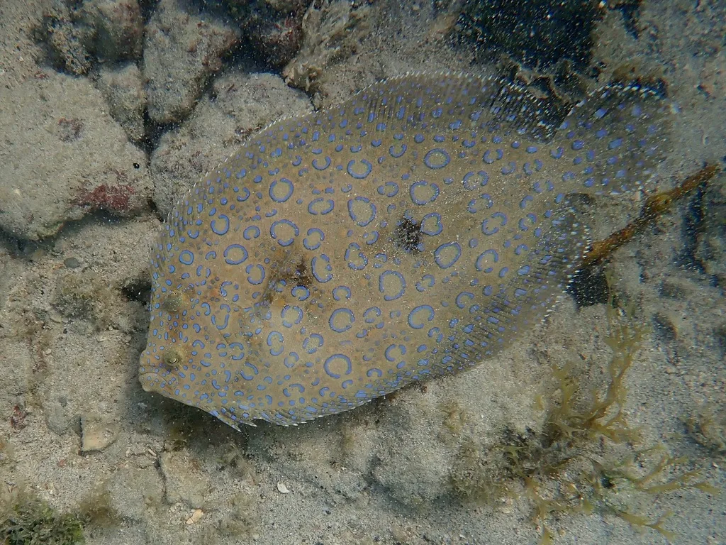 Peacock Flounder (Bothus lunatus)