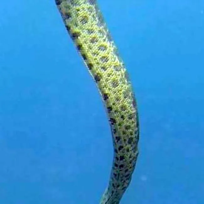 Mosaic Sea Serpent (Aipysurus mosaicus)