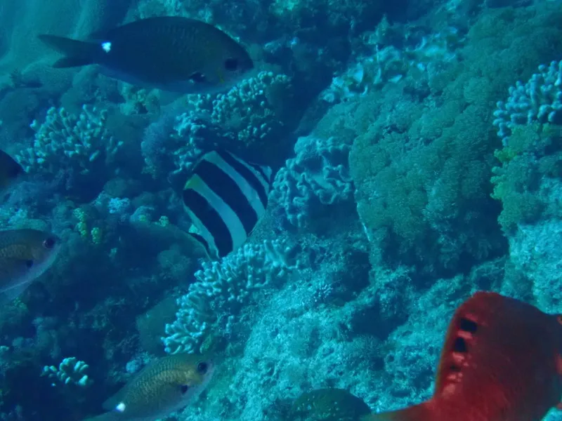 Broad-Barred Butterflyfish (Amphichaetodon howensis)